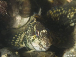 Slijmvis, parablennius lypophris by Eduard Bello 
